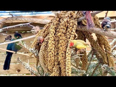 Bird Sounds – Relaxing Finches & Softbills in Outdoor Aviary
