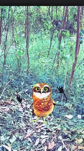 Owl dancing ne mujhe dara diya 🦉#comedy funny shortsFeed shorts trending#cutebaby