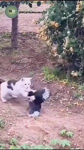 Cat vs Bird Battle – You Won’t Believe the Ending