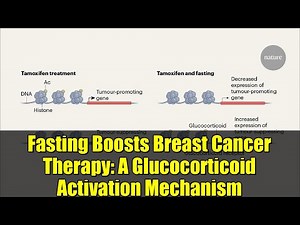 Fasting Boosts Breast Cancer Therapy: A Glucocorticoid Activation Mechanism