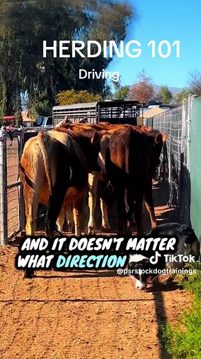 Driving in herding is a foundational skill where a stock dog moves livestock away from the handler while maintaining balance, rate, and direction. This skill is essential in herding trials, farm and ranch work, and advanced herding dog training because it demonstrates a dog’s ability to work independently while staying connected to the handler. Strong driving shows true teamwork, control, and stock sense. #psrstockdogtraining #herdingdog #austrailianshepherd #workingdog #cattle