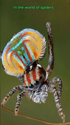 This SPIDER performs a DANCE to stay ALIVE.