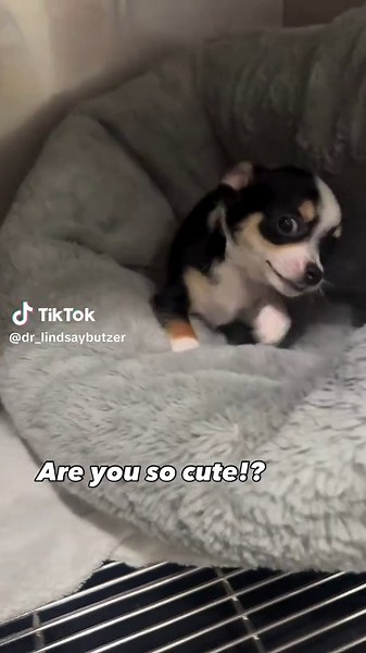 Apple Head Chihuahua: The Adorable Trio of Tails