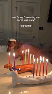 10K views · 1.4K reactions | just taking videos of my Jewish wiener dog on Hanukkah  #dachshund #dog #hanukkah #jewish | Sprinkles the Weenie | Facebook