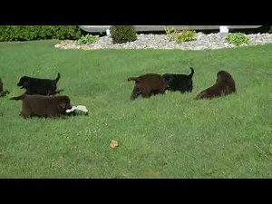 Newfoundland Puppies For Sale