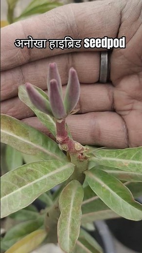 "A Uniqe Adenium Hybrid — the wonder of 4 seed pods in one 😲"