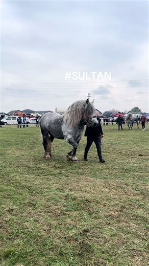 Promovarea Caii în România: Tradiții și Evenimente