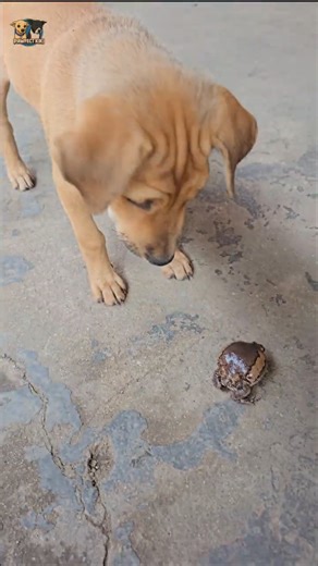 My Puppy vs a Bullfrog 😳🐶🐸