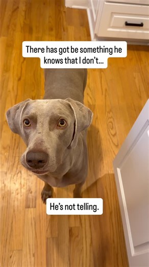 Sophia Tostenson, Ph.D. | Nutrition Coach on Instagram: "Ever just…eat cold turkey out of a Tupperware just to hit your protein? 😅 Yeah…me too. At least Carl 🐶thinks I’m a gourmet chef. 👩‍🍳 Lean meats like turkey and chicken are still undeniably protein champs… BUT on the days when you just can’t take another bite 🙋🏻‍♀️ these save me ⬇️ ✔️Cottage cheese ✔️Whey protein isolate ✔️Greek yogurt ✔️Epic bars ✔️Chomps sticks ✔️High protein milk (ex Fairlife) #dogmoms #weimmoments #crossfitnutriti