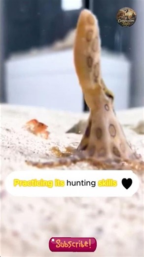 The story is about a baby octopus that a kind little girl brought home.#octopus #animal #seaanimal