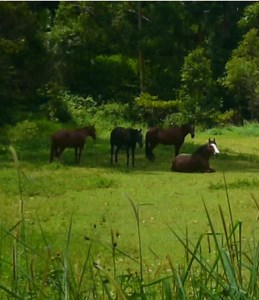 #digicam #digitalcamera #oldcamera #nostalgia #early2000s #memories #videodiary #dream #pointandshoot #nature #trees #childhood #horses #forest #waterfall #creek