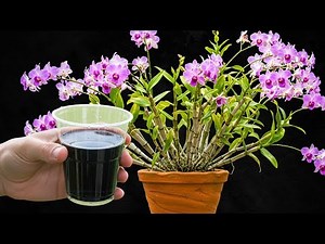 How to Save a Dying Orchid: 3 Proven Ways to Bring It Back to Life