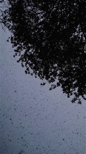 The Beauty of Snowflakes: Nature's Unique Creations