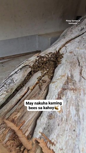 Madaming honey #fyp #bees | PINAY Farmer in Tasmania