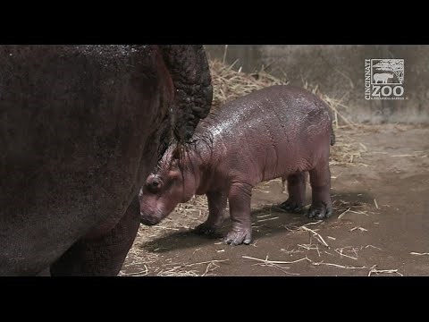 Meet Fiona's brother: Baby hippo born at Cincinnati Zoo