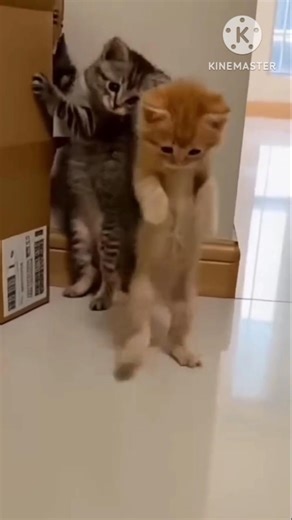 Cat Fails 😂😂😂