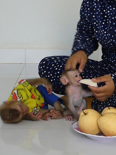 Cute Baby Monkey Bom's Family | Mr Bon