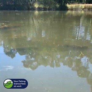 16K views · 237 reactions | Hungry, hungry hippos? Close enough -...