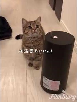 Cat VS Humidifier SO CUTE must watch