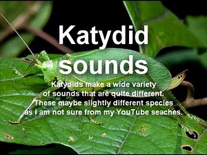 Katydid wide variety of sounds
