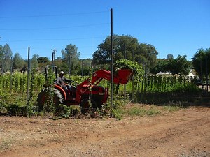 A Tale of Ale: Harvesting Fresh Hops