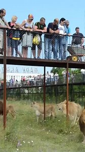 Journalists among the lions at breakfast.Crimea.Taigan. Lionman Animal conservation 🦁🐯🌳 . . #1989tv #nolimits #reelsfb #jaguar #tiger #cat #reels #nature #fyp #animalsofinstagram #animales #conservationanimal #lions | Lionman