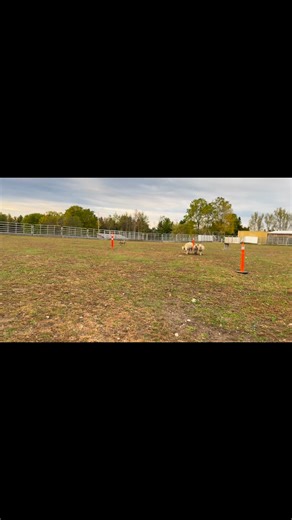 Rancher Hanging tree Cowdog #stockdogs #workingdogs #hangingtreecowdog Mayrich Kennels Inc. CM Stock Dogs | CM Stock Dogs