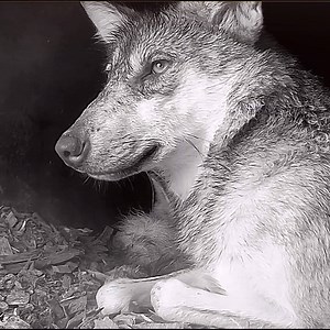 58K views · 10K reactions | Enter the secret lives of Mexican gray wolves.  #savethelobo | Wolf Conservation Center | Facebook