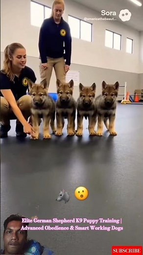 Elite German Shepherd K9 Puppy Training | Advanced Obedience & Smart Working Dogs #germanshepherd
