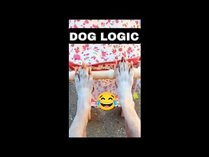 Funniest Dog Moments Ever (October Compilation) 😂🐶