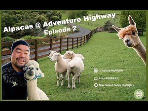 Checking out the LARGEST alpaca farm in New Zealand!----Exploring the Adventure Highway (Episode 2)