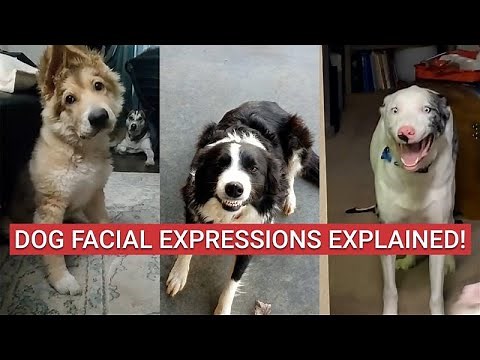 What Your Dog’s Facial Expressions Really Mean