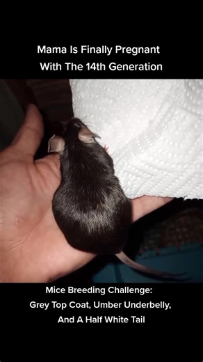 Selective Breeding Experiment Growth Update. #selectivebreeding #experiment #update #mouse #mousebreeding #pregnant #expecting #mama