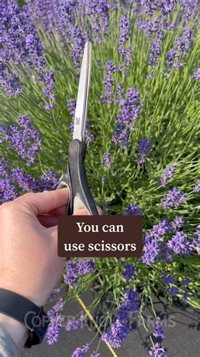 PART 1: Cutting Lavender Bouquets Not sure when it is time to harvest your lavender for bouquets? It’s best to cut lavender when the flowers are beginning to open. This will allow them to last longer in a vase or keep the buds from shedding off the stems if you choose to dry your bouquet. A good sign it is ready is when you see some flowers opening and increased bee activity. Gather your tools. You can use scissors or a sickle if you have a lot of plants. You can purchase a sickle on Amazon. Don