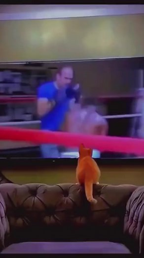 Head movement. 😸 | Funniest and Craziest Videos