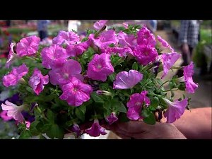 All About Petunias!