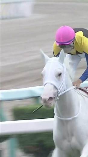 BEAUTIFUL PURE WHITE THOROUGHBRED RACEHORSE SODASHI #ソダシ 🇯🇵 | FIRST EVER WHITE G1 WINNER 🥇