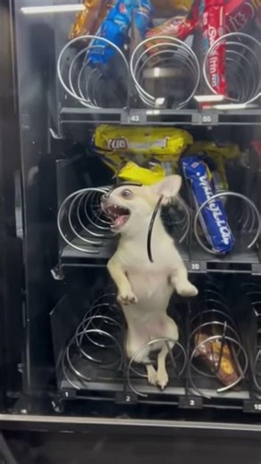 Tiny Dog Trapped Inside Vending Machine! 😱🐶 You Won't Believe What Happens Next!