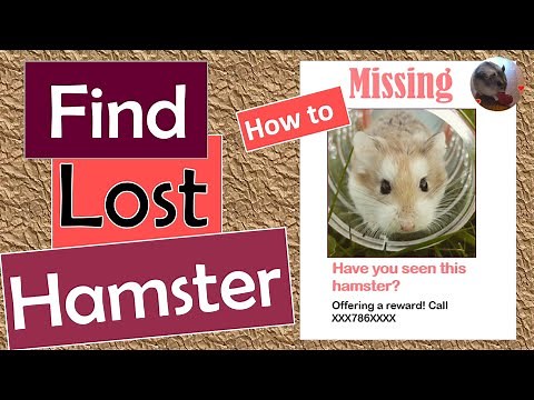 How to Find a Lost or Escaped Hamster