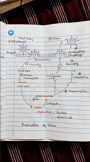 Virology || viral Replication in MICROBIOLOGY || viral Replication process