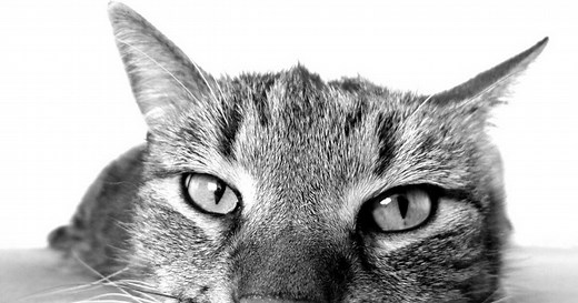 L’évolution de la place du chat en 10 000 ans d’Histoire