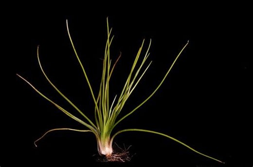 Rare Isoetes Lacustris | Lake Quillwort | 5-6" Mature Bulb | Unique Ancient Aquatic Plant for Aquascaping A13-14 - Etsy
