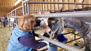 Ever After Mustang Rescue celebrates all things equine during Help a Horse Day