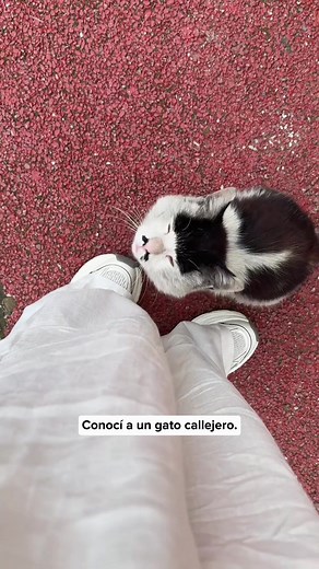 Friendly Stray Cat Approaches Viewer