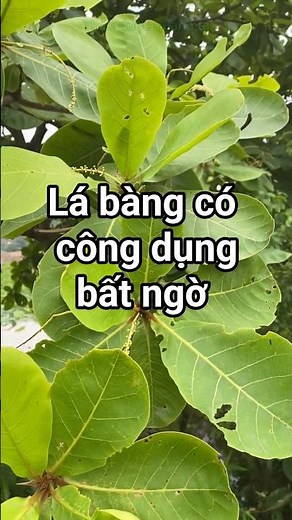 Lá bàng có công dụng gì? #baithuocquy