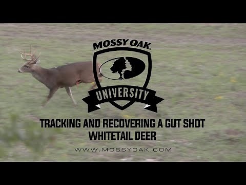 Tracking A Gut Shot Deer