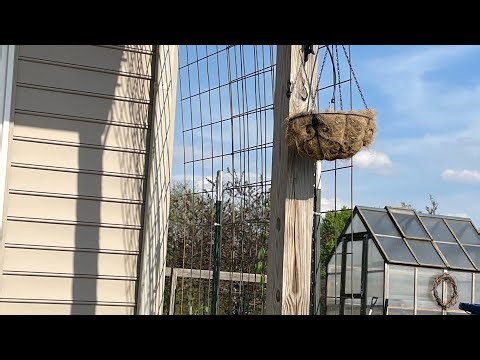 Installing an Easy, Affordable Trellis for my Non-Invasive Honeysuckle Vine #lifeonmockingbirdhill