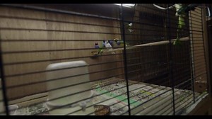 6.8K views · 14 reactions | Today, multi-disciplinary Toronto artist, Meg Remy, has released a fourth new U.S. Girls song and video for ‘Rosebud’ from her forthcoming album, 'In a Poem Unlimited'. Directed by Alex Kingsmill. Read the full story here: 4ad.co/RosebudNews Watch/Stream here: 4ad.co/Rosebud | 4AD | Facebook