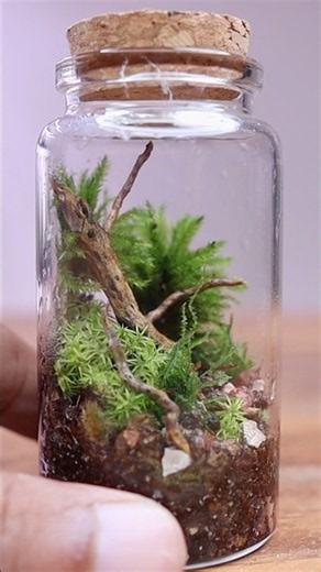 Making a tiny moss terrarium🌿