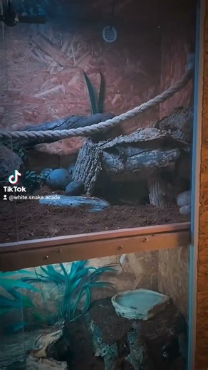 my terrarie for ball python ❤️ #snake #ballpython #reptiles